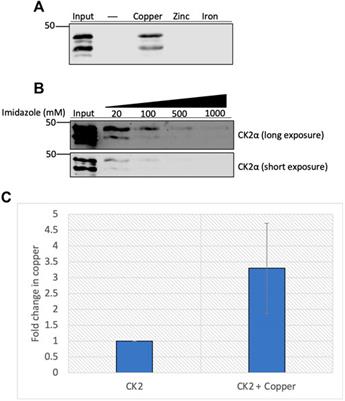 Copper Modulates the Catalytic Activity of Protein Kinase CK2